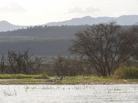 DSC0931 (1)  Lac Baringo